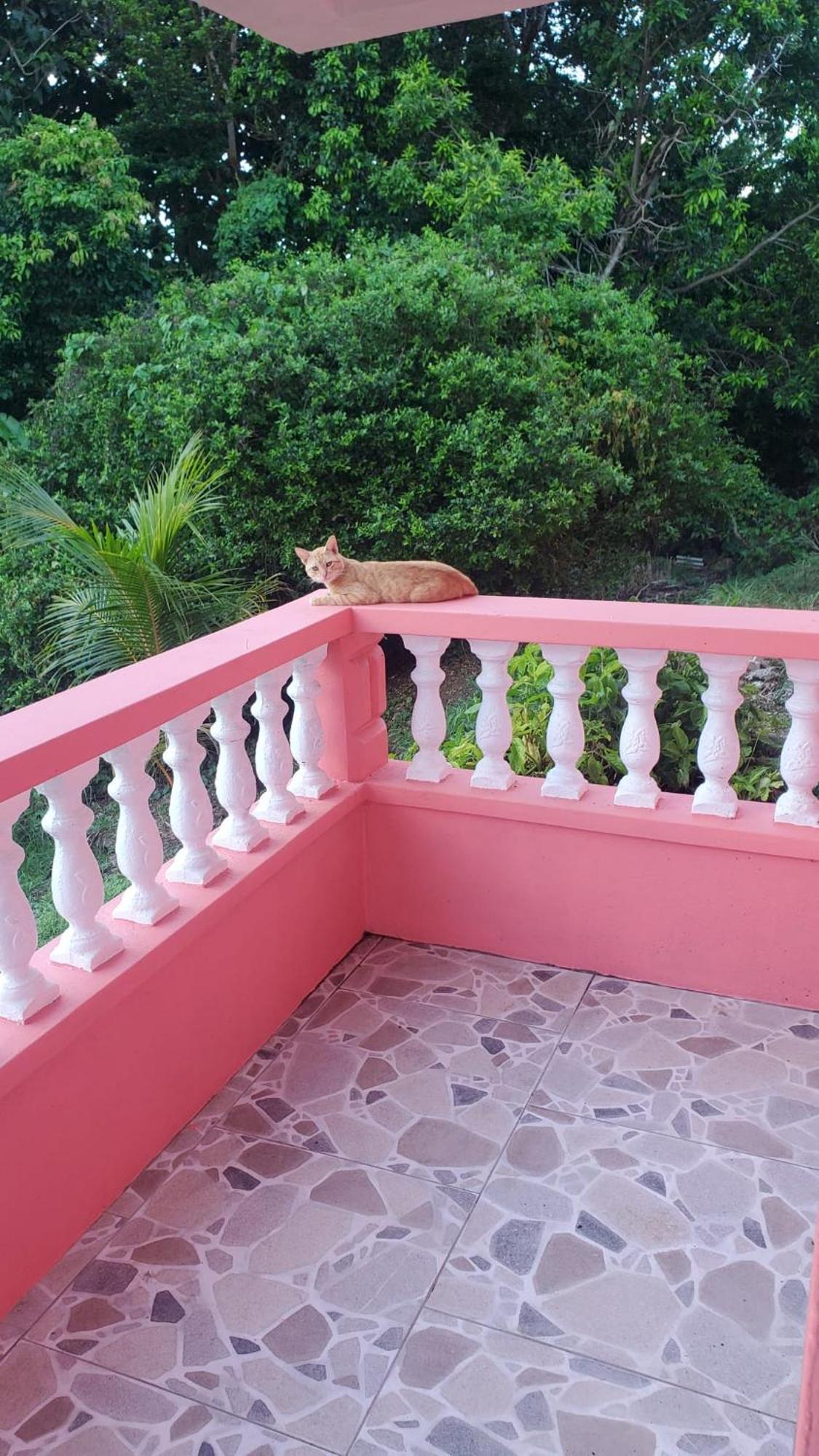 Natrue'S Haven Bed & Breakfast Marigot Exterior photo